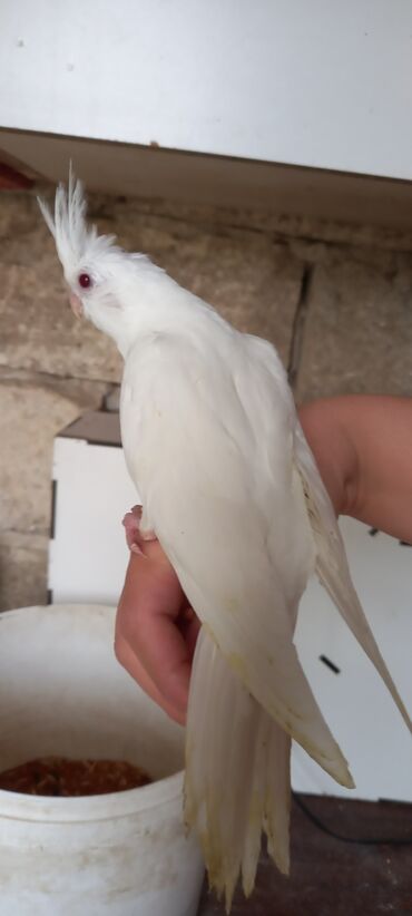 Tutuquşları: Salam ilk ozce yazini hamisini oxuyun sonra elaqe saxliyin hardasa bir — 8