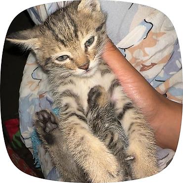 Мышыктар: Котёнок, полосатый табби - Милейший котёнок с тёплой песочно-серой — 2