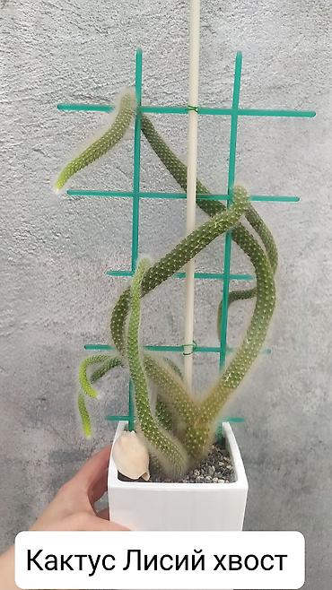 Другие комнатные растения: Продаю цветы — 3