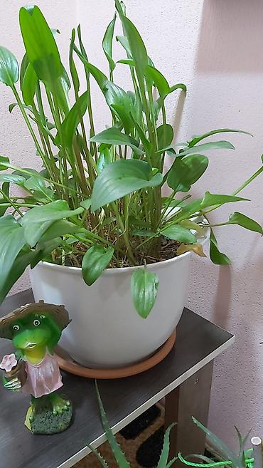 Отдам даром: Отдам даром и за символическую плату 1. 2 искусственные ёлки высота — 8