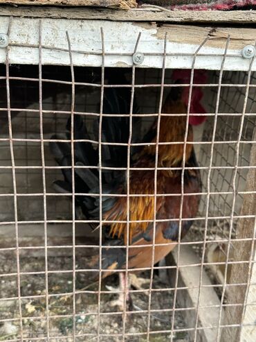 продаю музоо торпок корова самка бык самец айрширская ангус алатауская на забой для разведения на откорм племенные нетель привязанные: Продаю | Петух | Для разведения