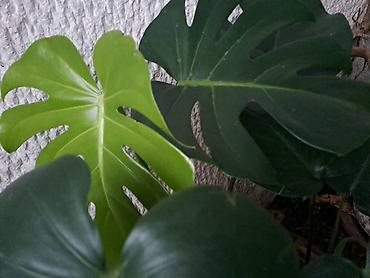 plasticni ormari jysk: Filadendron, velika biljka, jednostavan za odrzavanje — 1