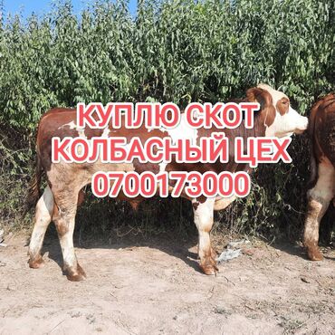 щенки французкого бульдога: Сатып алам | Уйлар, букалар, Жылкылар, аттар | Күнү-түнү, Бардык шартта, Союлган