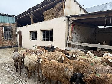 Баран, овца: Продаю | Баран (самец) | Для разведения — 8