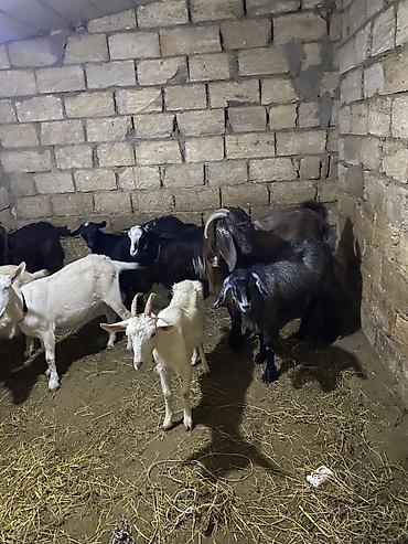 yerli inek cinsleri: 6 bogaz 1 aylıq 1 teke opşi 9 eded 1 2 qaranlıq 3 qarın yoxdu — 3