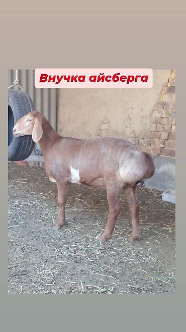 ангус самка: Продаю | Коза (самка) | Нубийская | Для разведения | Племенные — 1