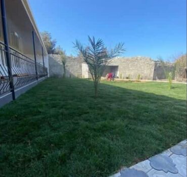 Toxumlar: Enli yarpağ Danimarka novü qazon ları bizdən əldedə bilərsiniz — 12