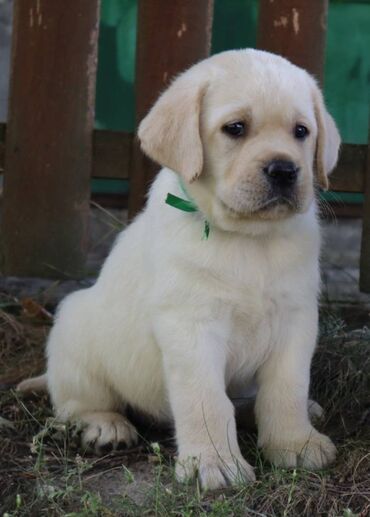 Psi: Predstavljamo vam naše novo žuto leglo! M: BLUE MOON ASTORELA ( — 8