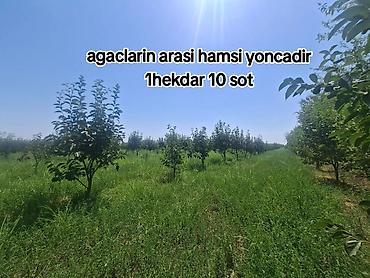 mx group inşaat: Kənd təsərrüfatı — 4