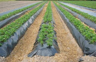 Другие товары для дома и сада: Пленка для мульчирования 30 микрон. Пленка для мульчирования 30 мкм — 7