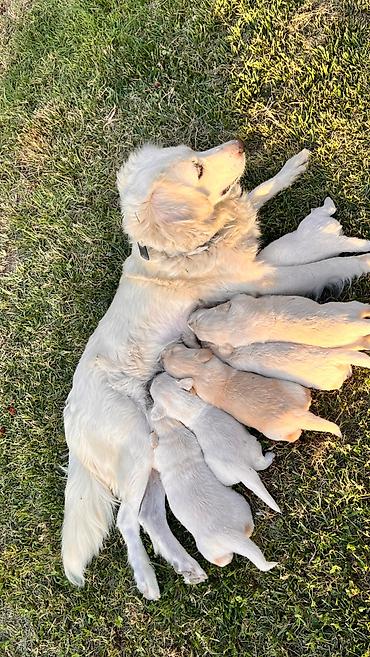 itlee: Retriever, 1 ay — 7