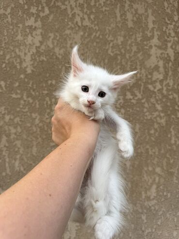 купить породистого котенка: Мейн-кун, 2 месяца, Мальчик, Белый, Кастрирована, Приучена к лотку, Проглистована