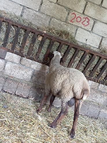 ag at: Məhsul: Qoyunlar (3 baş) Təsvir: - Şəkillərdə heyvandarlıq üçün — 1