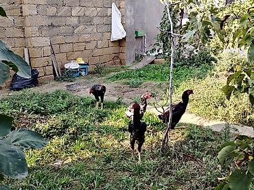 Kənd təsərrüfatı quşları: Toyuq, Damazlıq — 2