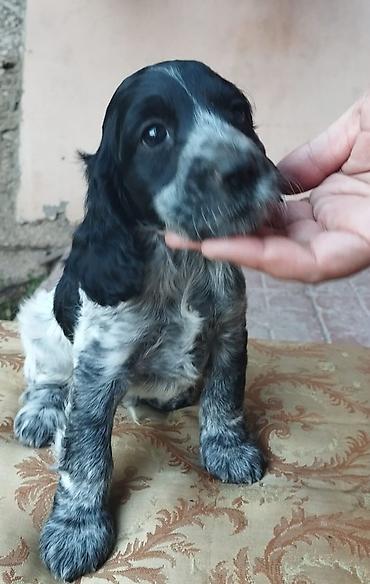 İtlər: Koker spaniyel, 1 ay, Erkek, Sənədli — 9