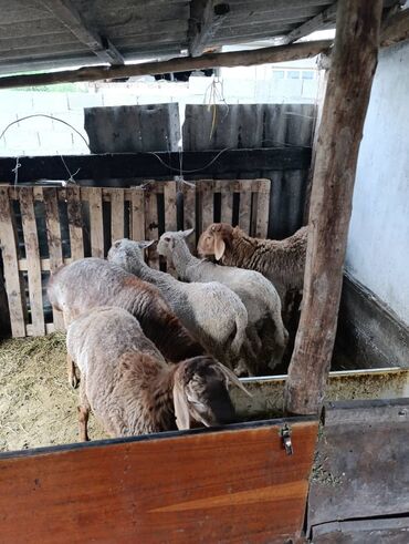 катумские овцы: Продаю | Баран (самец)