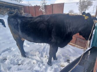 разведение сельскохозяйственных животных: Продаю | Тёлка | На забой | Не стельные