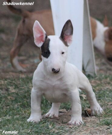 antalone m: Na prodaju prelepi štenci mini bul terijera, stari 2 meseca. Štenci su