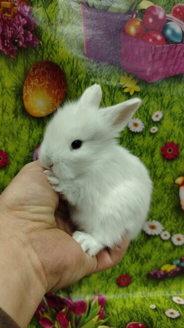 Dovşanlar: Karlik dovsan lar var satisda Vatsapda aktivdi Dovsan ayit Qefes de — 2