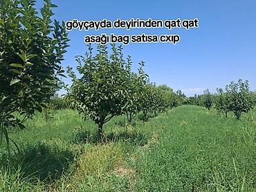 mx group inşaat: Kənd təsərrüfatı — 1