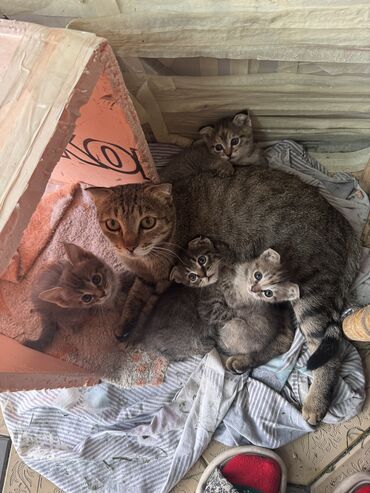 меняю доплатой мне: Отдам котят в добрые руки! Мама — вислоухая кошка, папа — дворняжка