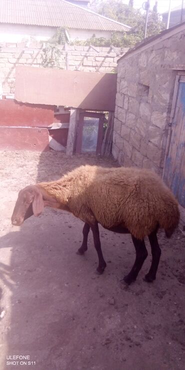 Gəmiricilər: Dişi, Qala, il: 2, 60 kq, Damazlıq, Pulsuz çatdırılma