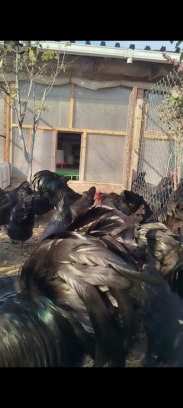 Digər quşlar: Alman cinsi australorp cücə və yumurta sifarişi qəbul olunur. bütün — 10