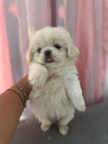 İtlər: Pekines, 1 ay, Erkek — 4