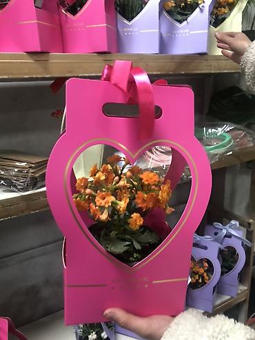 Подарочная упаковка: Подарочные композиции в коробке-сумке - Живые комнатные — 1