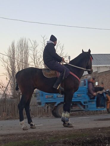 Лошади, кони: Продаю | Конь (самец) | Конный спорт — 9