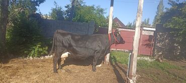Коровы, быки: Продаю | Корова (самка) | Полукровка, Голштин, Алатауская | После отела