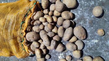 картошка риверо: Картошка