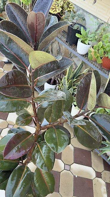 фикус: Фикус каучуконосный (Ficus elastica), сорт с темно-зелёной листвой и — 2