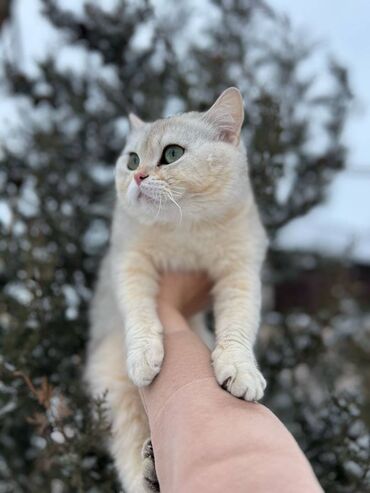 iran pisiyi: Британская, Самец