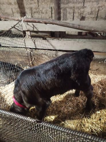 Другие с/х животные: Лошадь (серой масти) и телёнок (чёрной масти) - Лошадь: молодая — 4