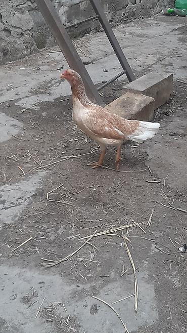 Toyuqlar: Toyuq, Yumurtalıq, Ödənişli çatdırılma — 8