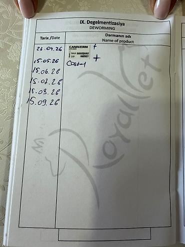 купить хорька в баку: 3 месяца, С прививками, Платная доставка, Самовывоз — 5