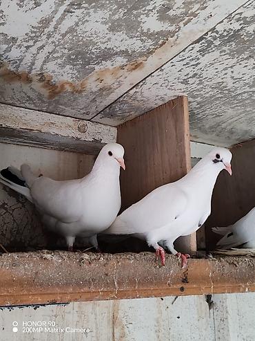 Göyərçinlər: Göyərçinlər — 9