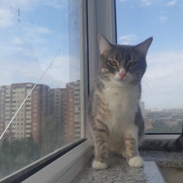 pişik eşyaları: Türk anqora, Dişi, Yaxşı əllərə