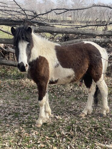 срочно продаю в связи с переездом: Продаю пони 2-3 лет, цена договорная