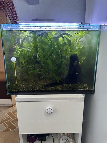 aqvarium: Içinde hersey var karyaqa agac filter sekale suisdici isiq krivetka — 3