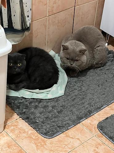 Продажа кошек: Британская короткошёрстная, 1 месяц, Мальчик, Голубой, Метис, Приучена к лотку — 6