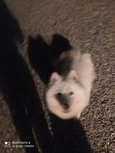 İtlər: Samoyed, 10 ay, Dişi, Cütləşmə üçün, Ünvandan götürmə, Pulsuz çatdırılma, Ödənişli çatdırılma