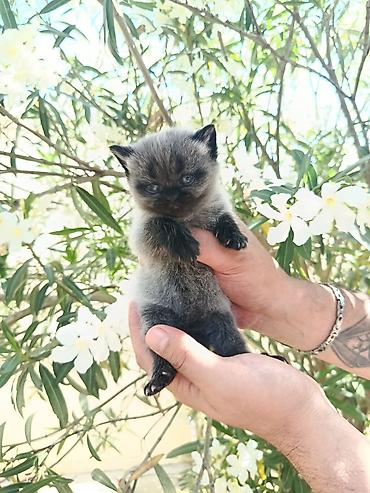 Кошки: Böyük gözlü, yumşaq tük̈lü bala pişiklər - Rənglər: böyük — 3