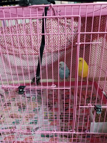 феникс бишкек: Продаются два попугая волнистых, самка и самец вместе с большой