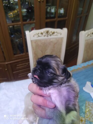 it haski: Pekines, 2 ay, Dişi, Peyvəndli, Ünvandan götürmə