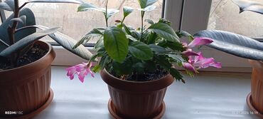 Декабристы: Шлюмбергера (декабрист) в горшке - Комнатное цветущее растение с — 9