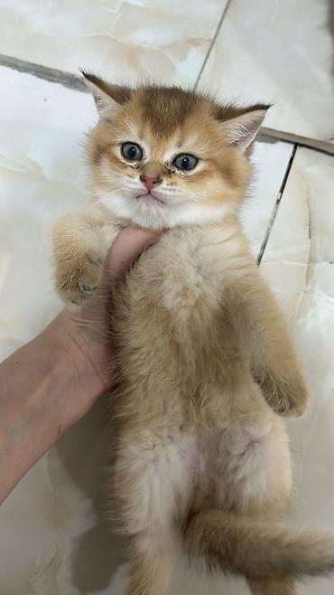 Pişiklər: Şotland — 20