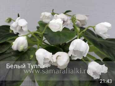 Otaq bitkiləri: 5 — 15