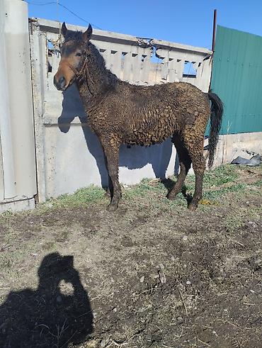 Лошади, кони: Продаю | Жеребенок | Рабочий | Племенные — 9